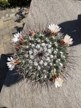 Mammillaria carnea